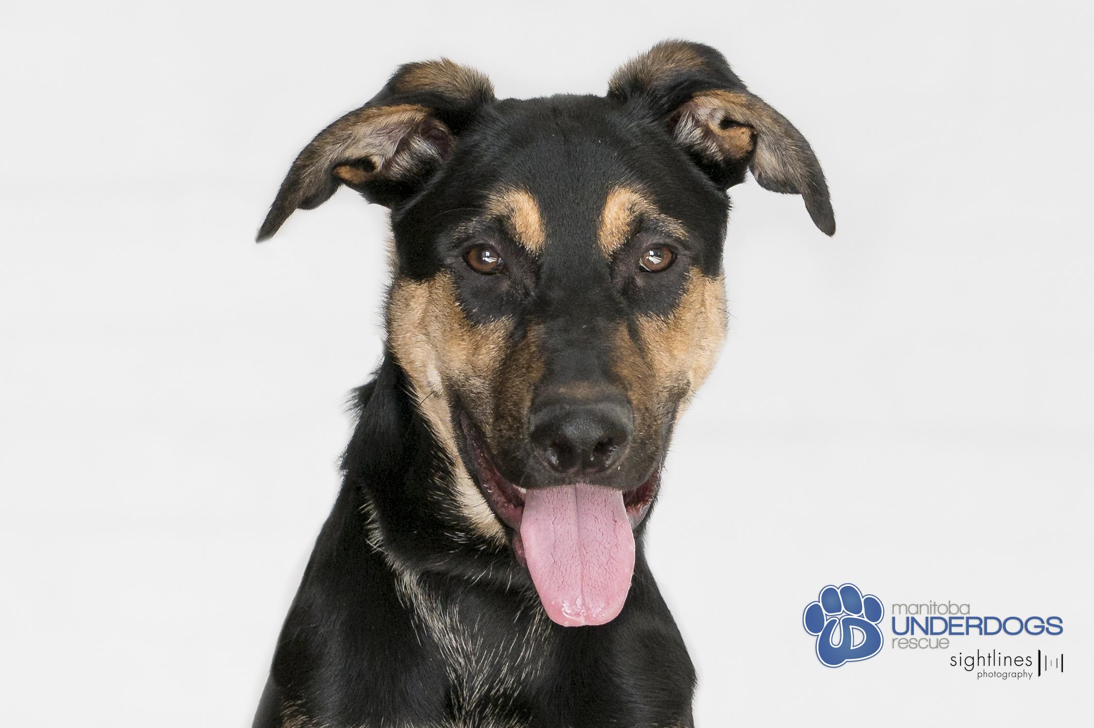 Nebula, a Adoptable mixed breed in Winnipeg, MB image 1/4