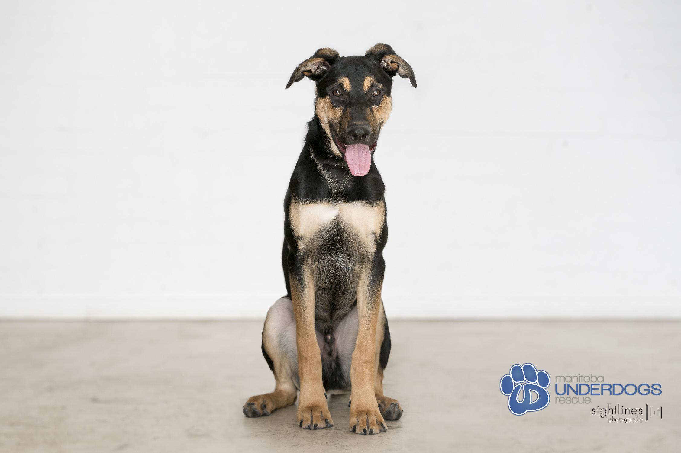Nebula, a Adoptable mixed breed in Winnipeg, MB image 2/4