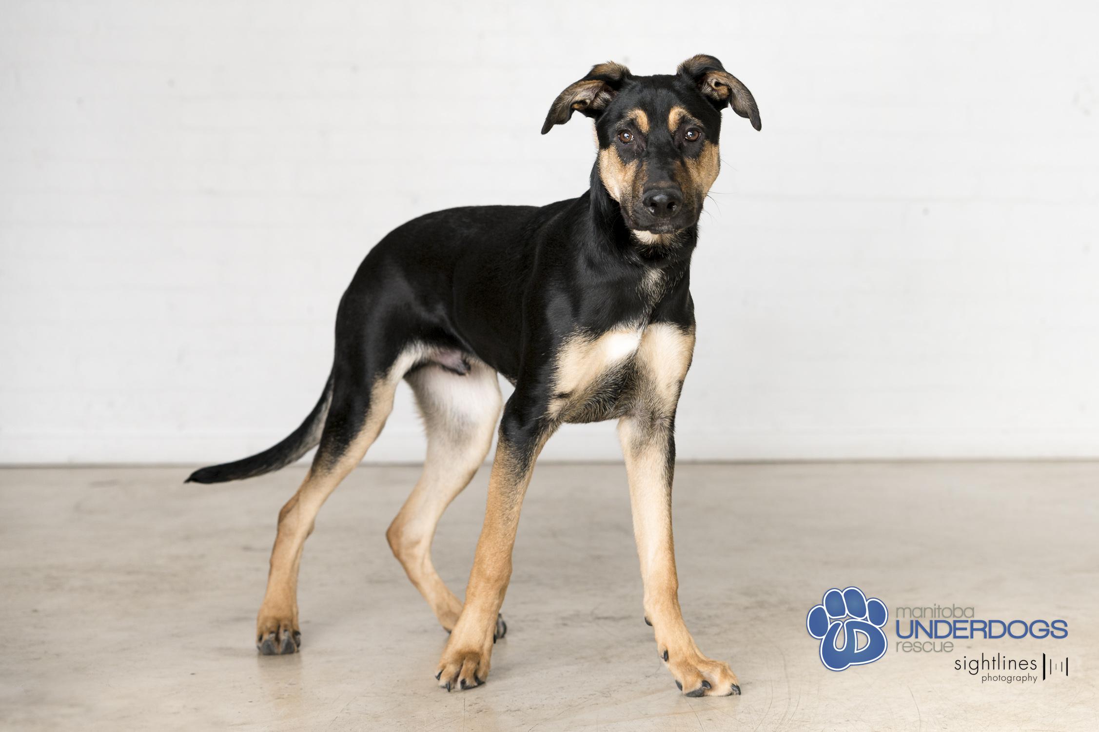 Nebula, a Adoptable mixed breed in Winnipeg, MB image 3/4