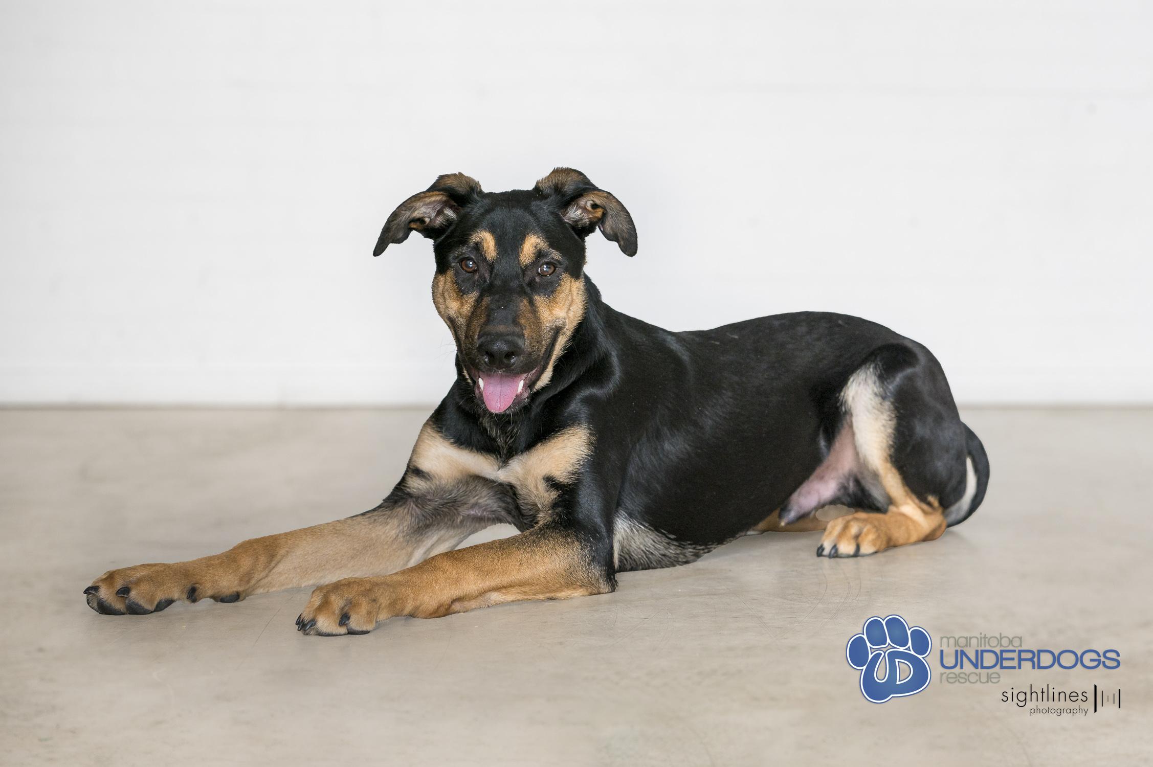 Nebula, a Adoptable mixed breed in Winnipeg, MB image 4/4