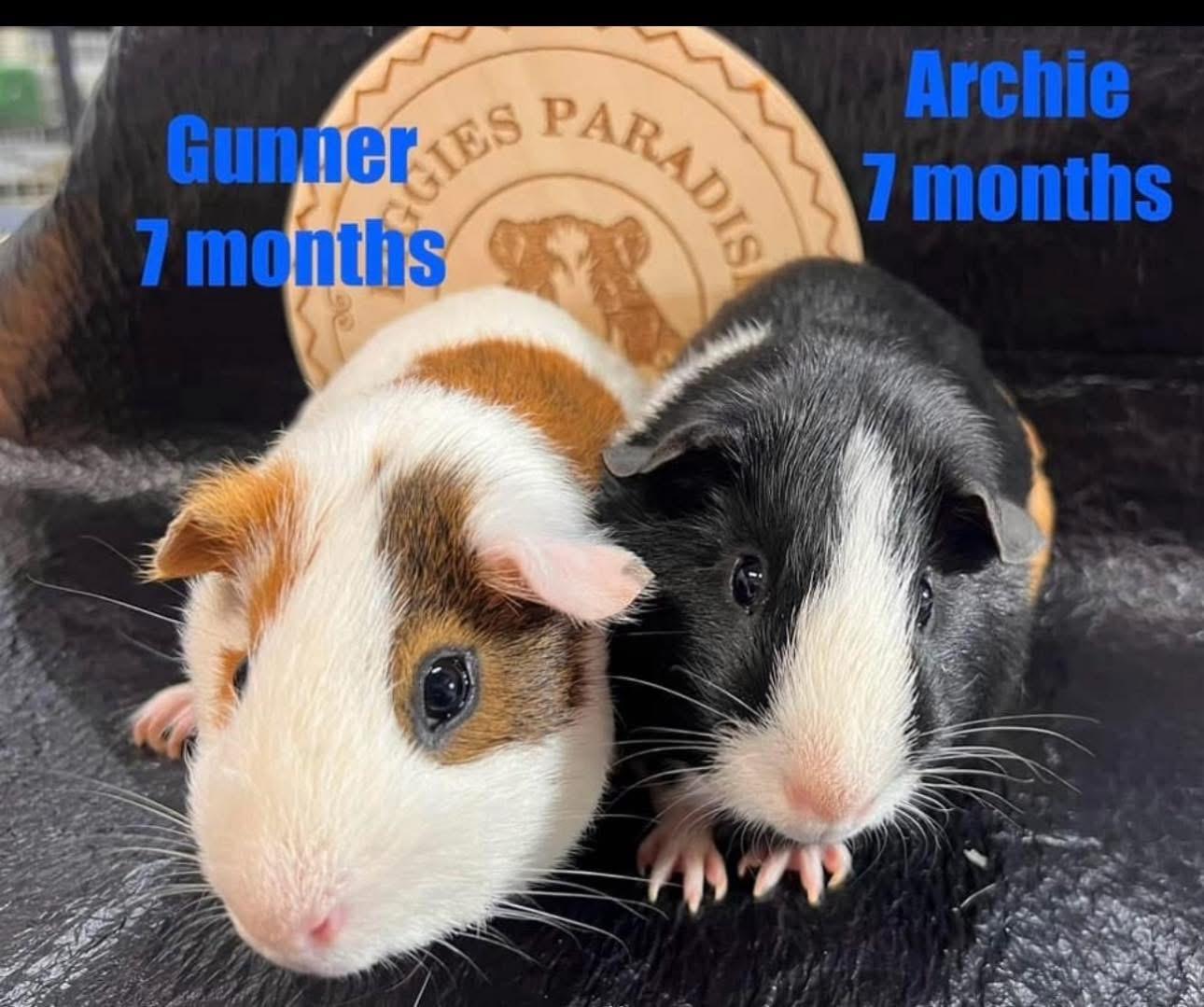 Gunner and Archie, Adoptable, Baby Male Short-Haired.