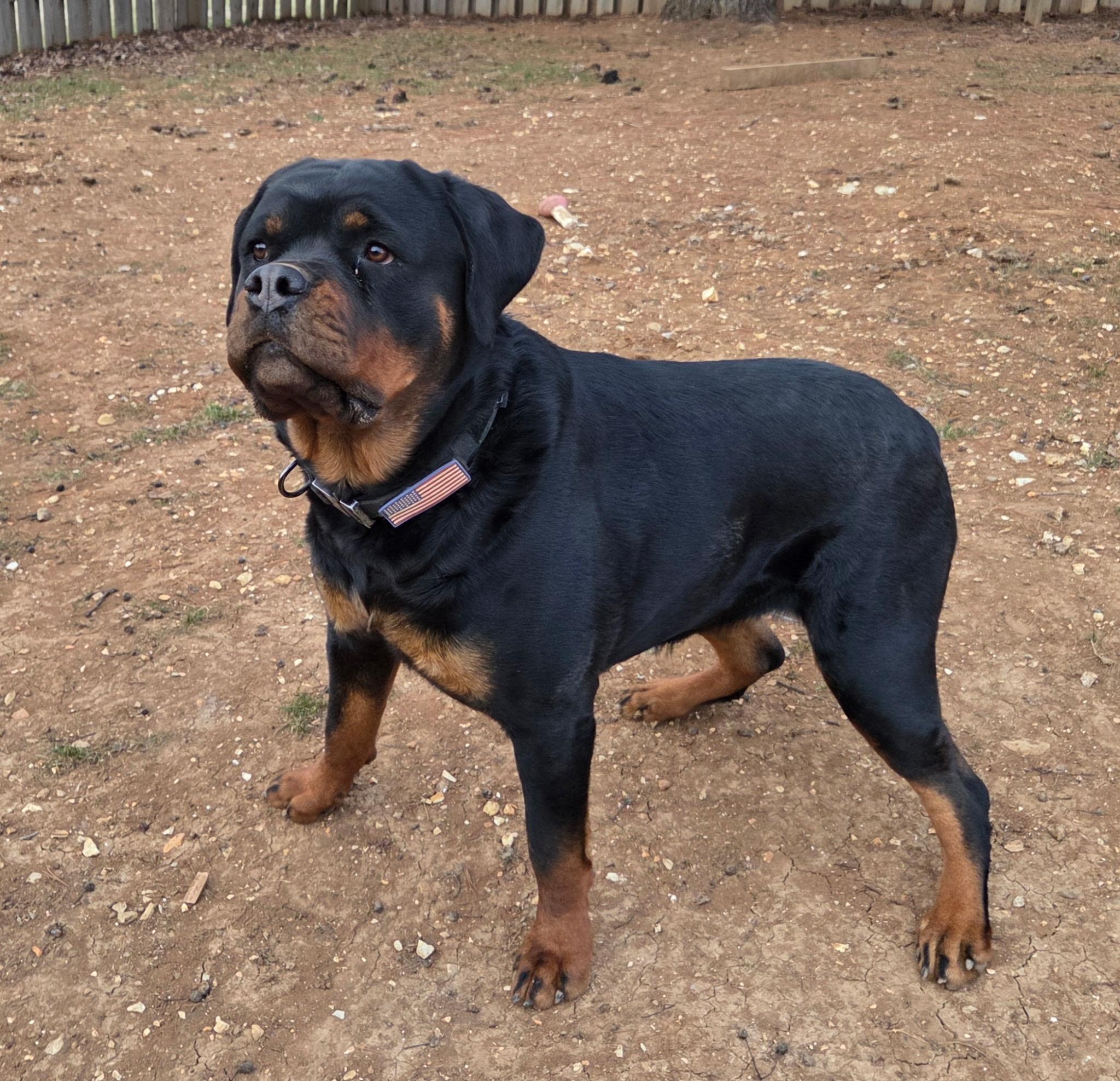 Enlarge Daisy, a ADOPTABLE Rottweiler in Washington, MO image 3/3