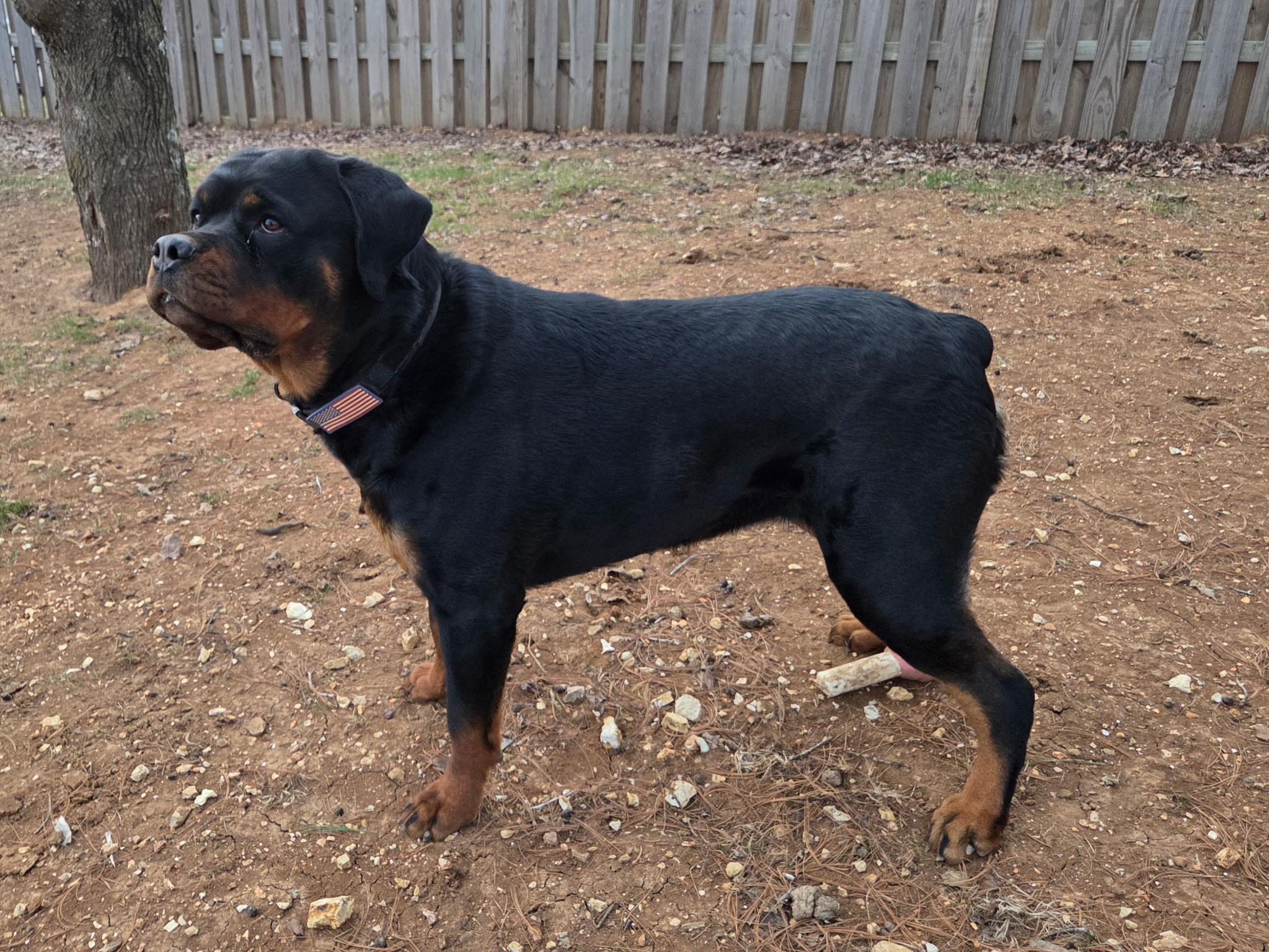 Enlarge Daisy, a ADOPTABLE Rottweiler in Washington, MO image 2/3