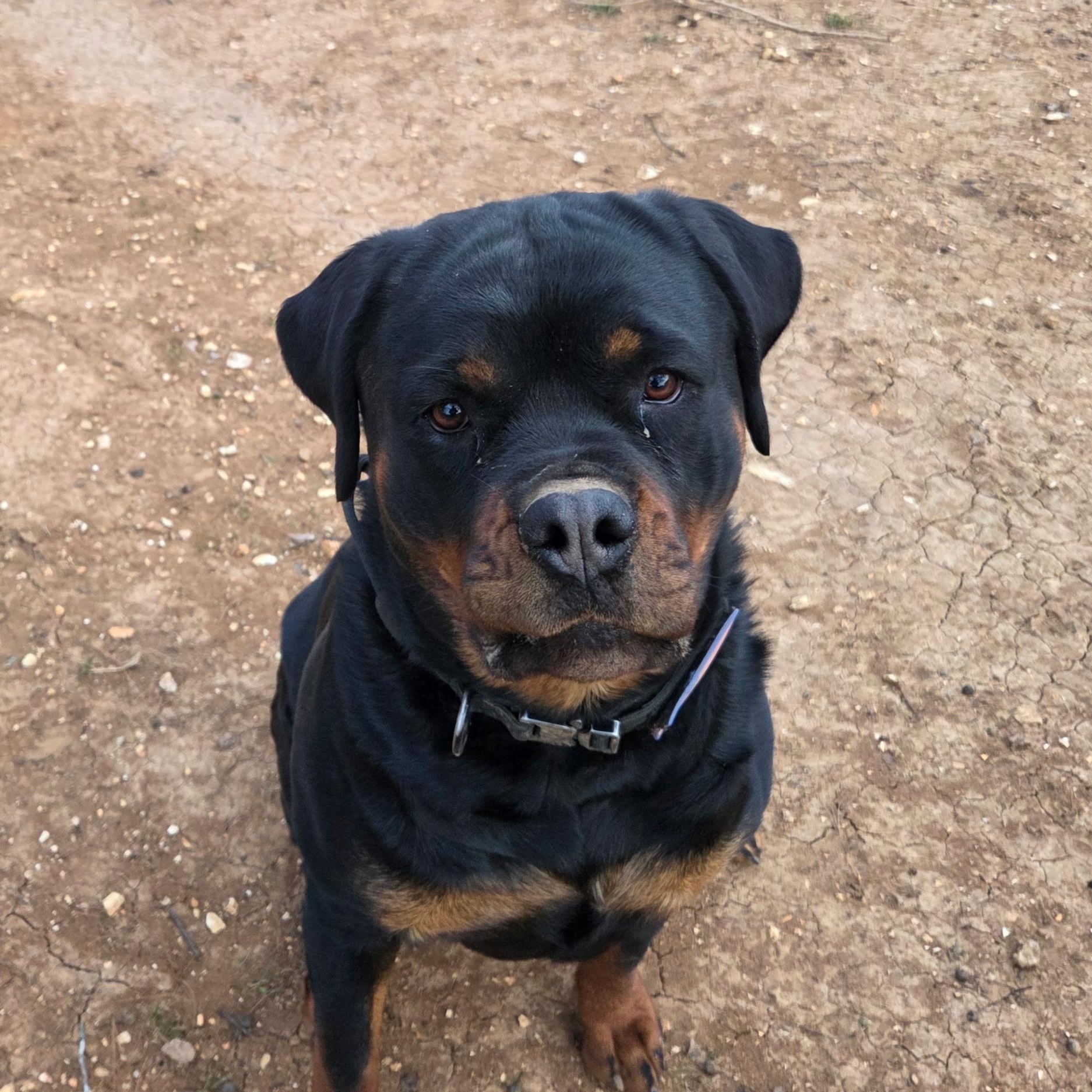 Enlarge Daisy, a ADOPTABLE Rottweiler in Washington, MO image 1/3
