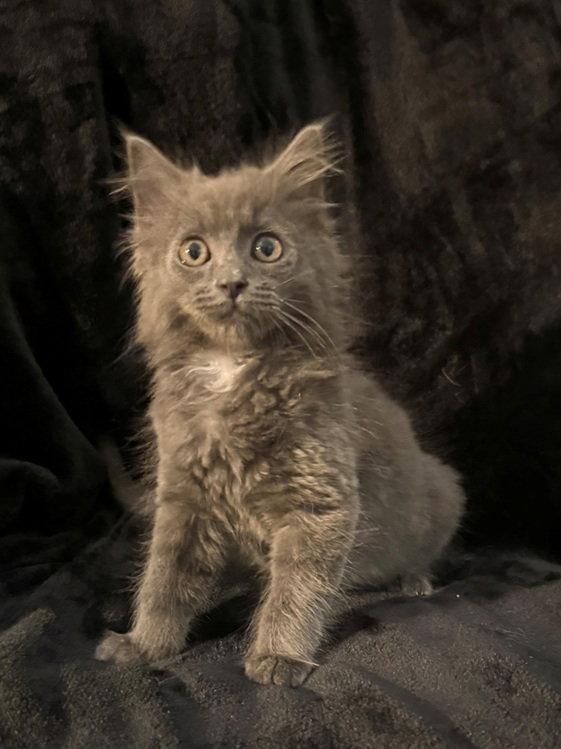 Madison25, Adopted, Kitten Female Nebelung & Maine Coon.