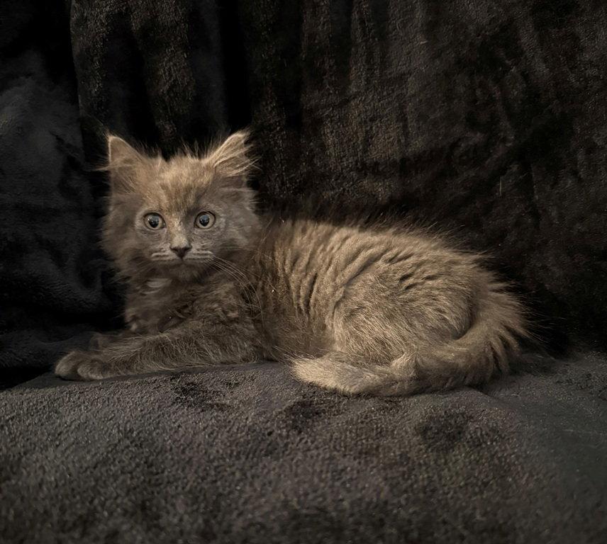 Madison25, a Adopted mixed breed in Nashville, TN image 2/3
