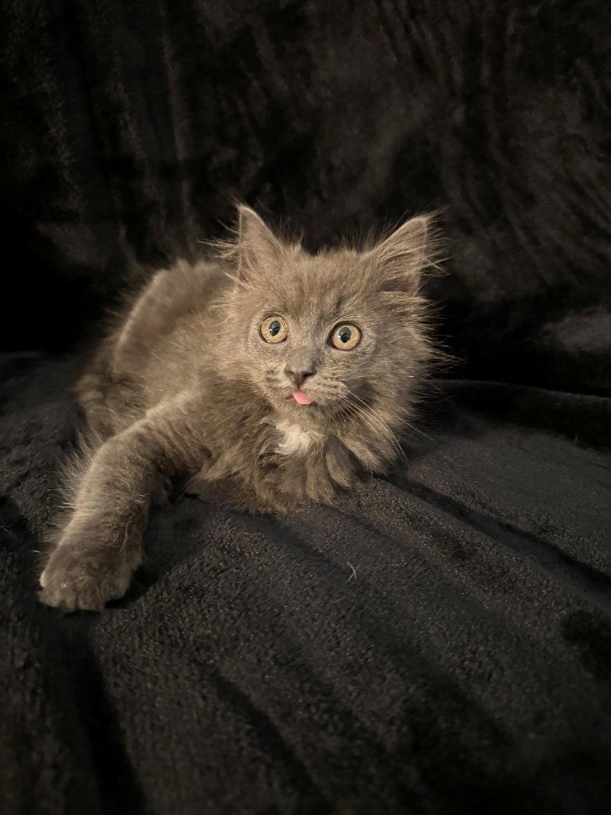 Madison25, a Adopted mixed breed in Nashville, TN image 3/3