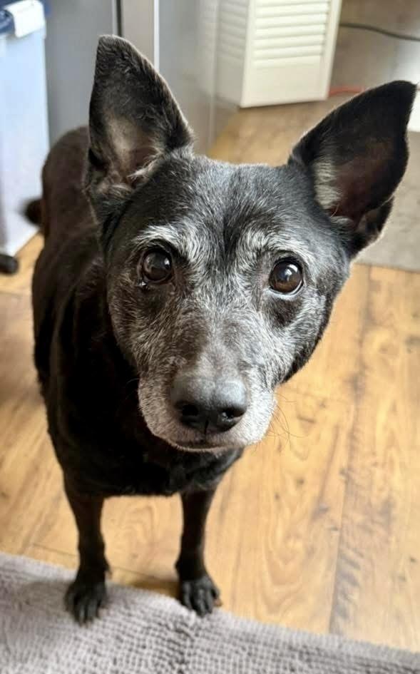 Enlarge Molly, a Adoptable mixed breed in Middletown, CT image 1/6