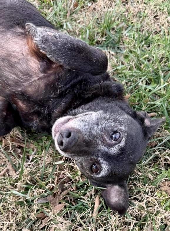 Enlarge Molly, a Adoptable mixed breed in Middletown, CT image 2/6