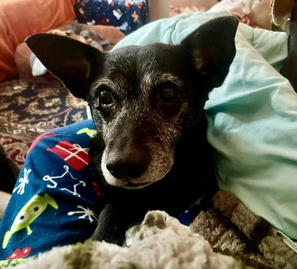 Enlarge Molly, a Adoptable mixed breed in Middletown, CT image 3/6