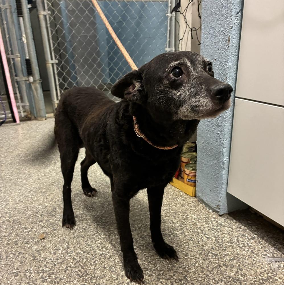 Enlarge Molly, a Adoptable mixed breed in Middletown, CT image 4/6