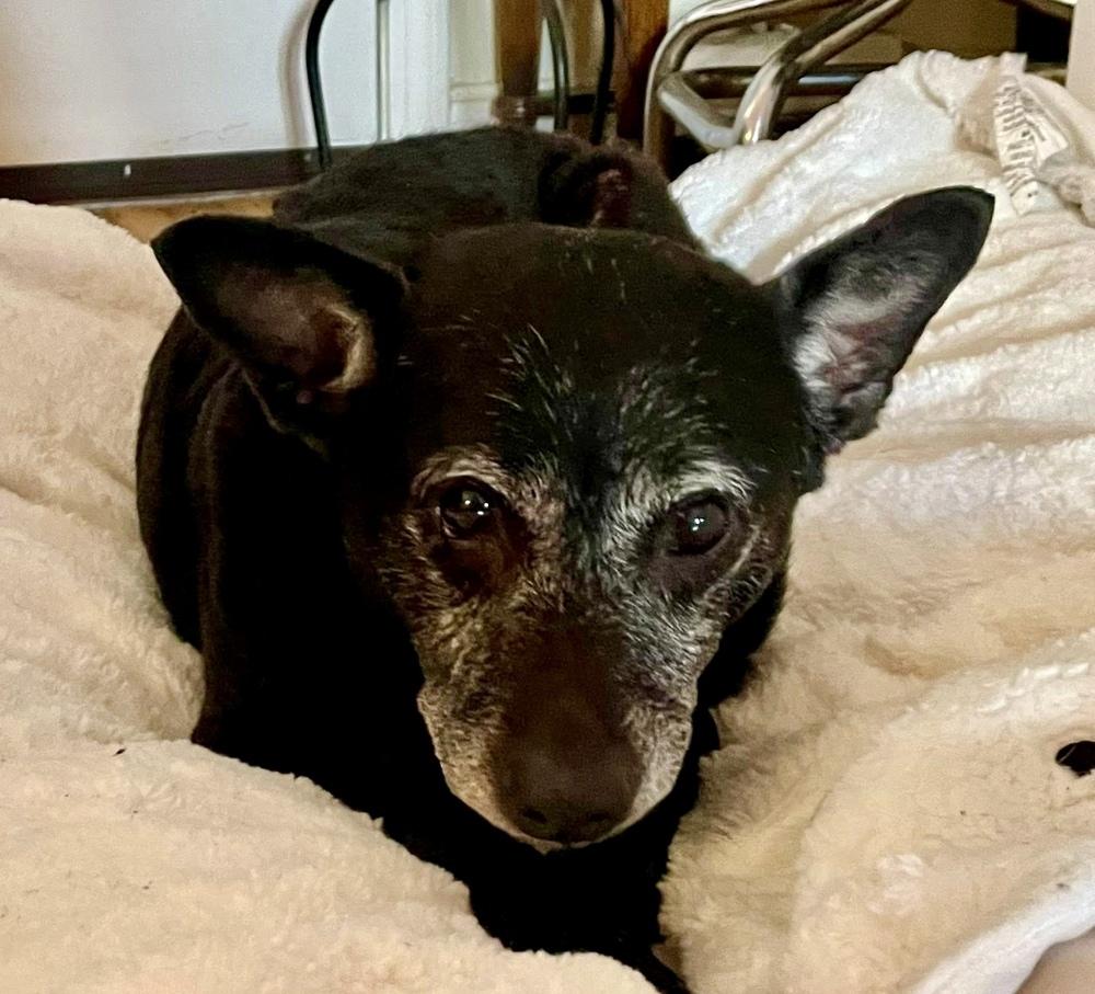 Enlarge Molly, a Adoptable mixed breed in Middletown, CT image 5/6