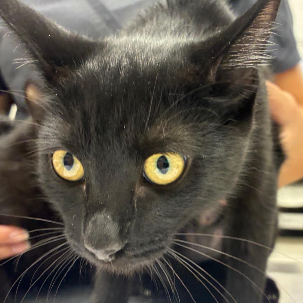 Midnight, Adoptable, Kitten Female Domestic Short Hair.