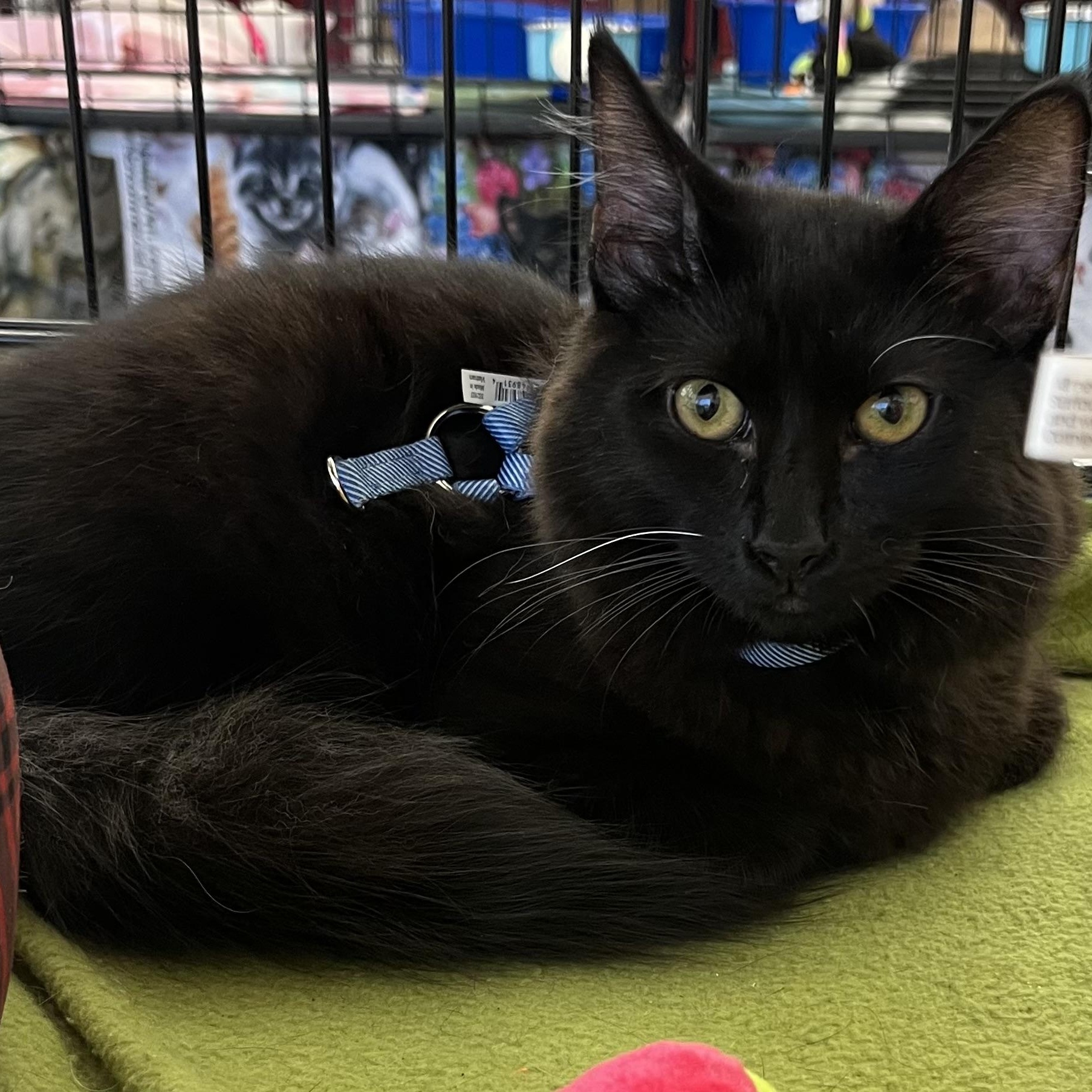 Enlarge Stretch M., a Adoptable Domestic Medium Hair in Sacramento, CA image 1/1