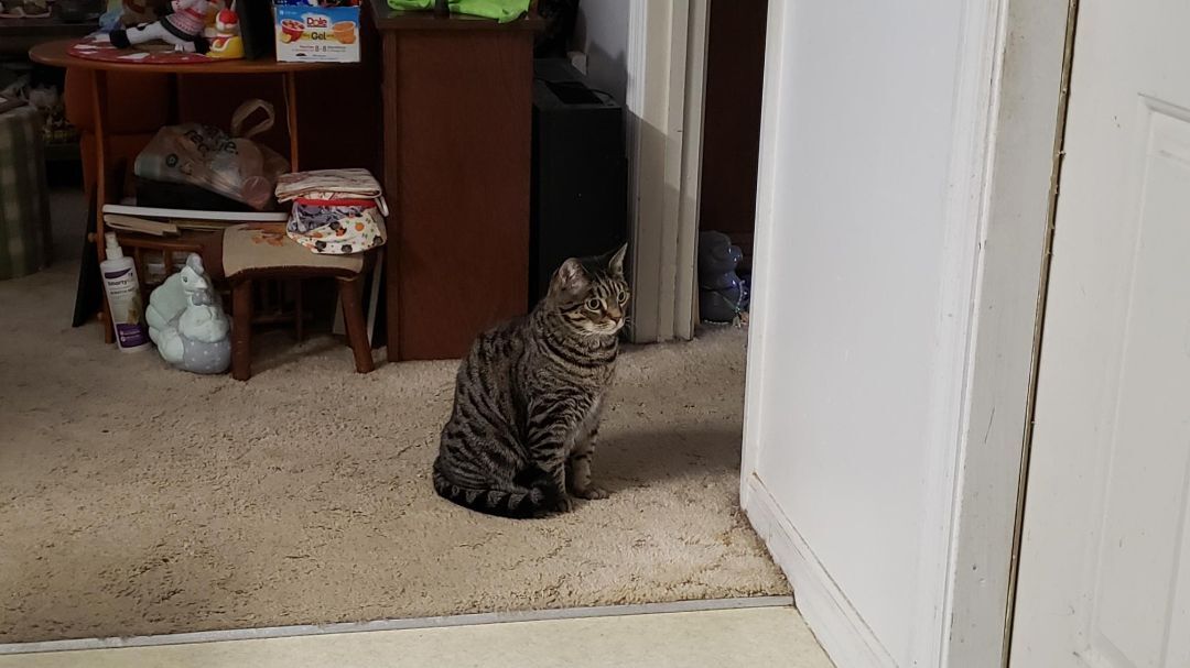 Hopper, a Adoptable Domestic Short Hair in Ocala, FL image 1/10