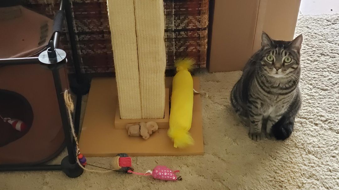 Hopper, a Adoptable Domestic Short Hair in Ocala, FL image 2/10