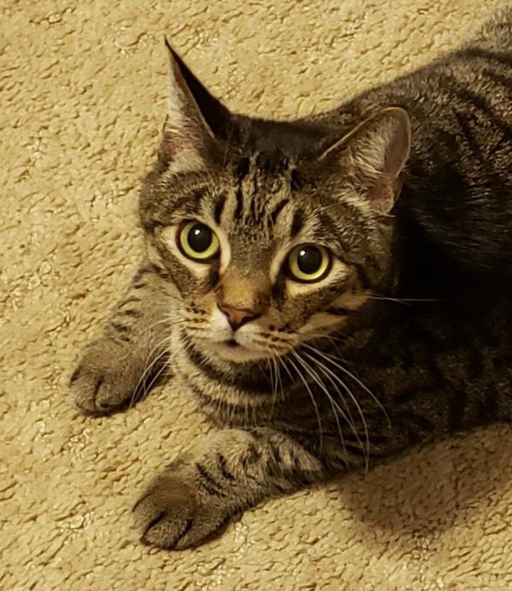 Hopper, a Adoptable Domestic Short Hair in Ocala, FL image 3/10