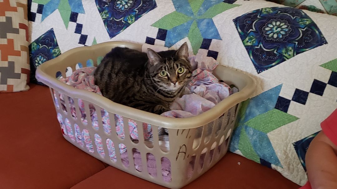 Hopper, a Adoptable Domestic Short Hair in Ocala, FL image 4/10