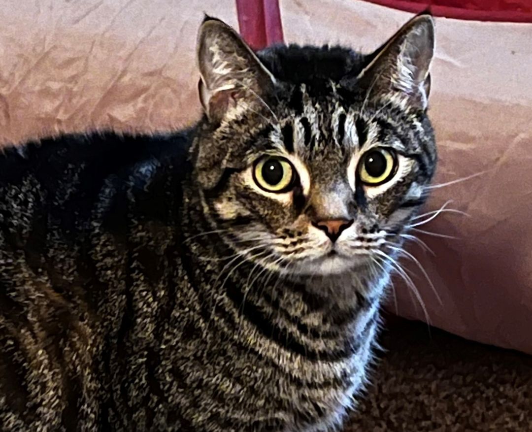 Hopper, a Adoptable Domestic Short Hair in Ocala, FL image 5/10