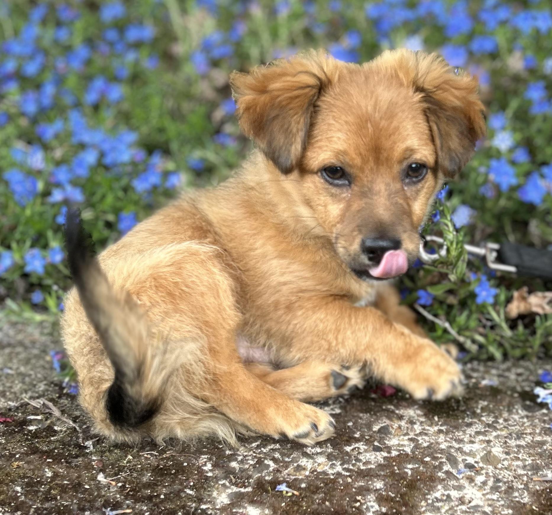 Enlarge Toto, an adopted Dachshund (Long Haired) in Tigard, OR image 1/5