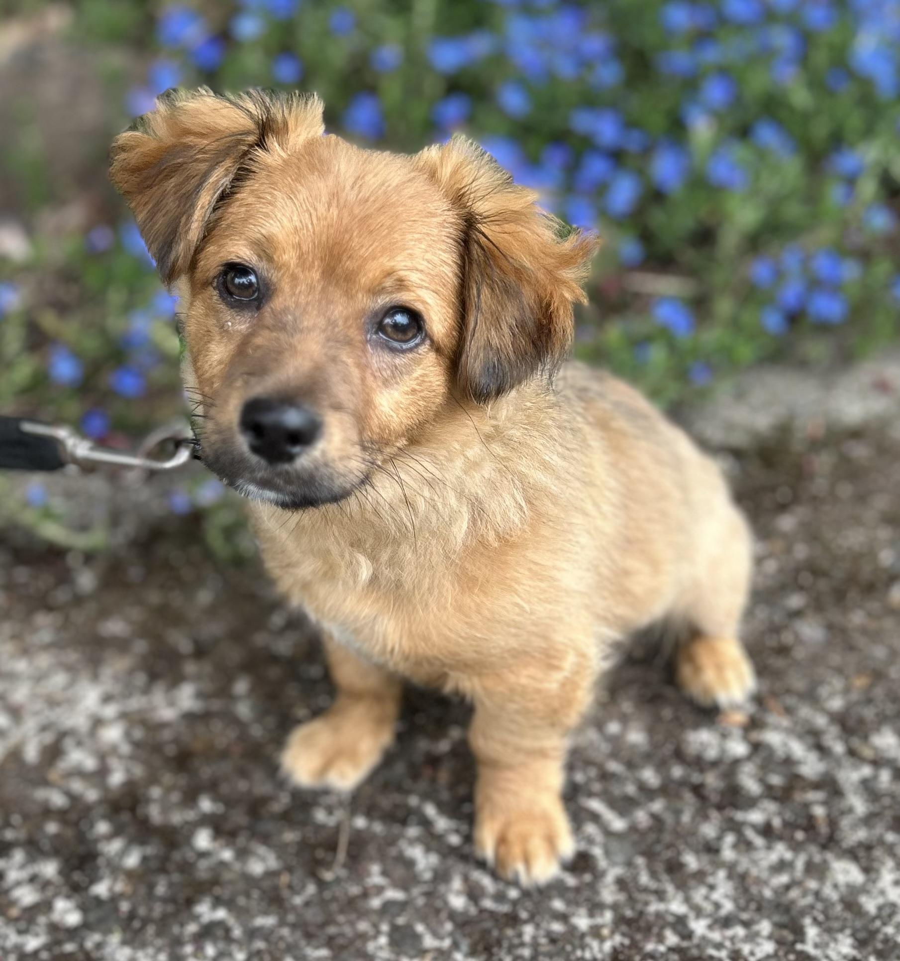 Enlarge Toto, an adopted Dachshund (Long Haired) in Tigard, OR image 4/5