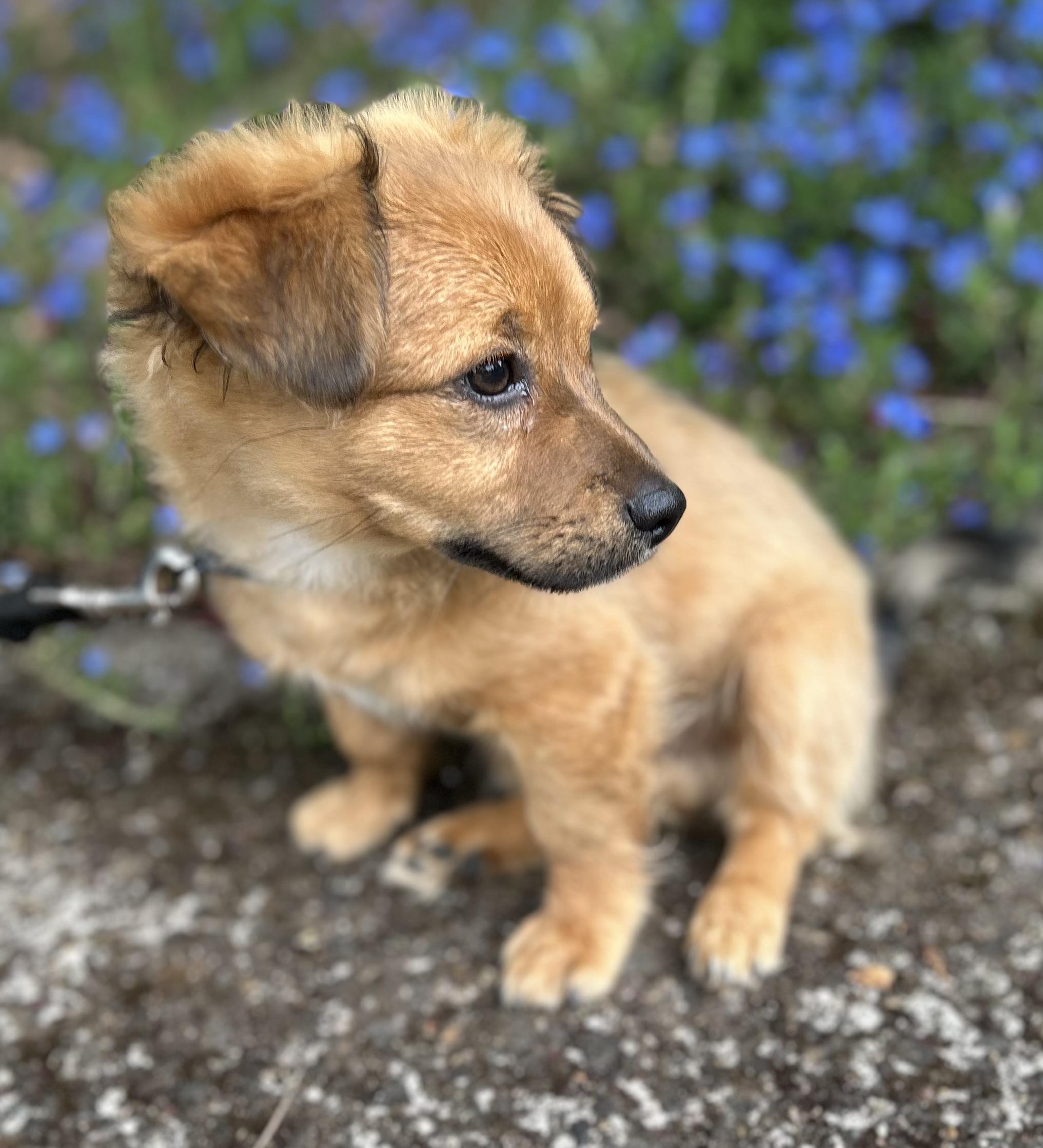 Enlarge Toto, an adopted Dachshund (Long Haired) in Tigard, OR image 2/5