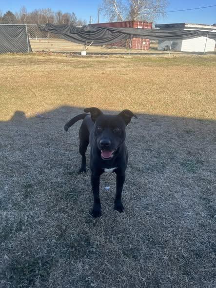 Clyde, ADOPTABLE, Adult Male Mixed Breed.