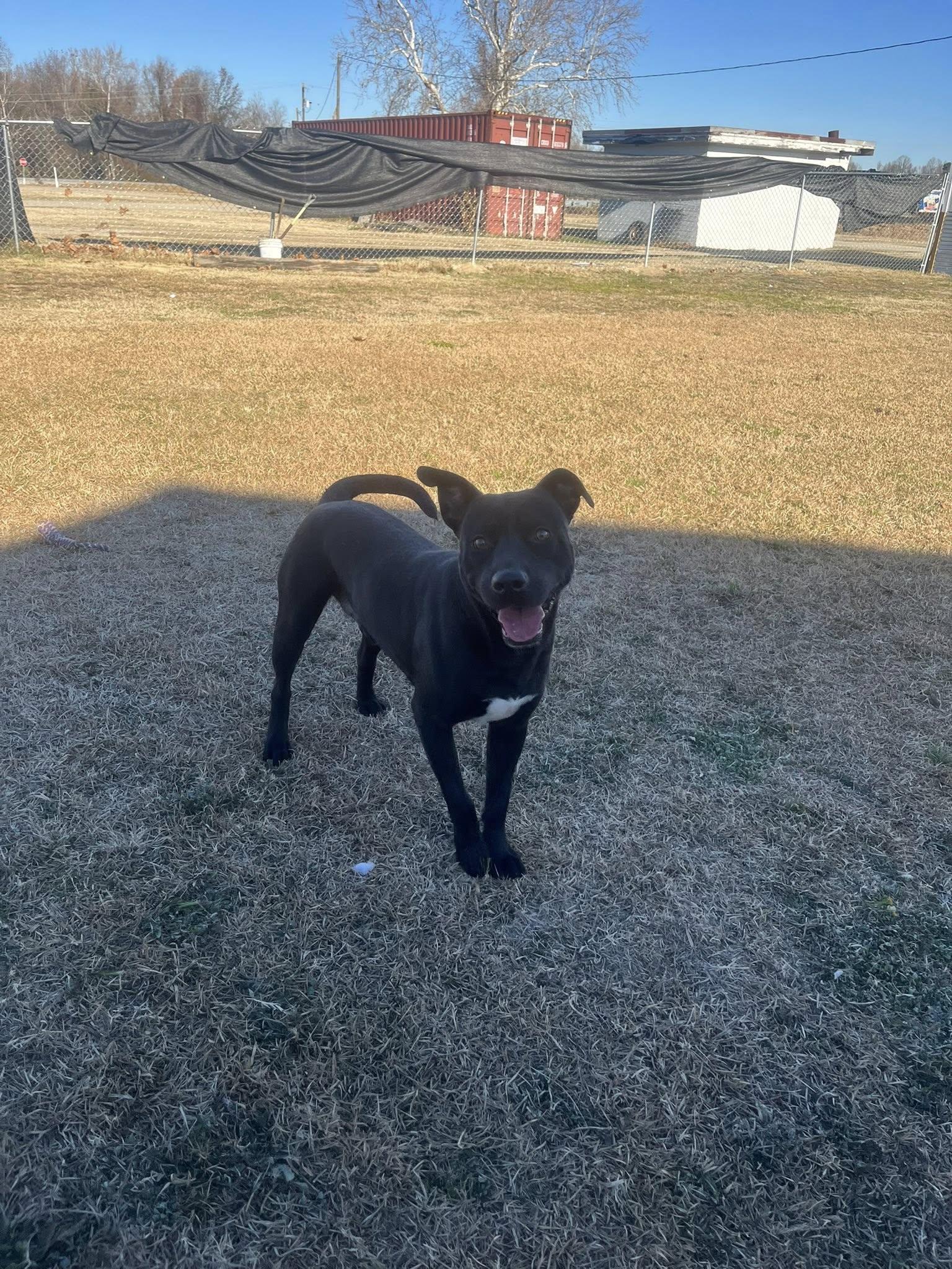 Enlarge Clyde, a ADOPTABLE Mixed Breed in Mullins, SC image 3/3