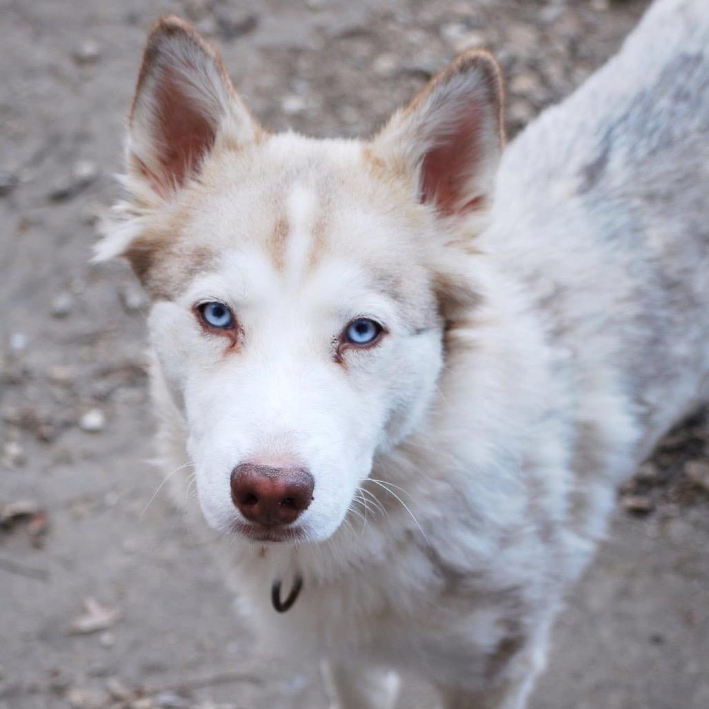 Enlarge Cersei, a Adoptable Husky in Overland Park, KS image 1/6