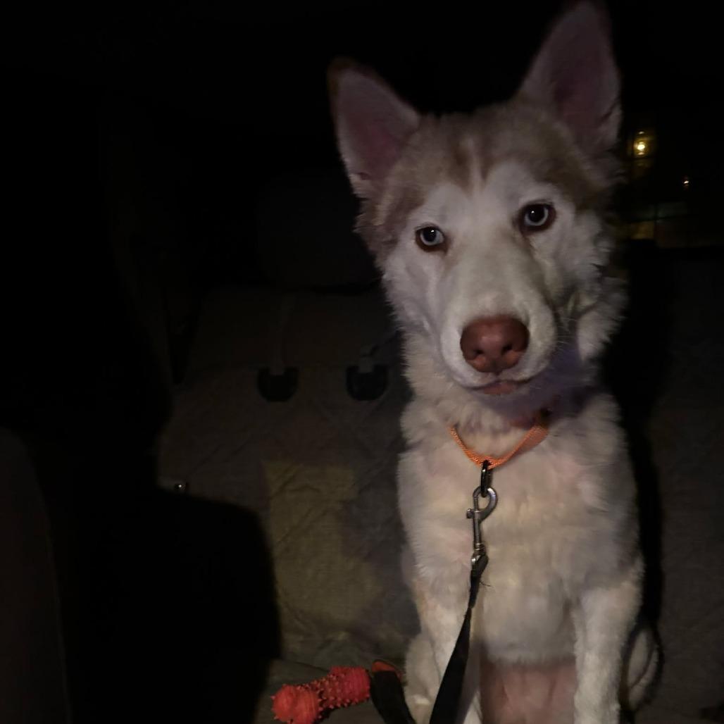 Cersei, Adoptable, Young Female Husky.