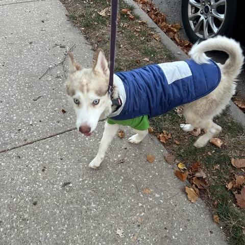 Cersei, a Adoptable Husky in Overland Park, KS image 2/6