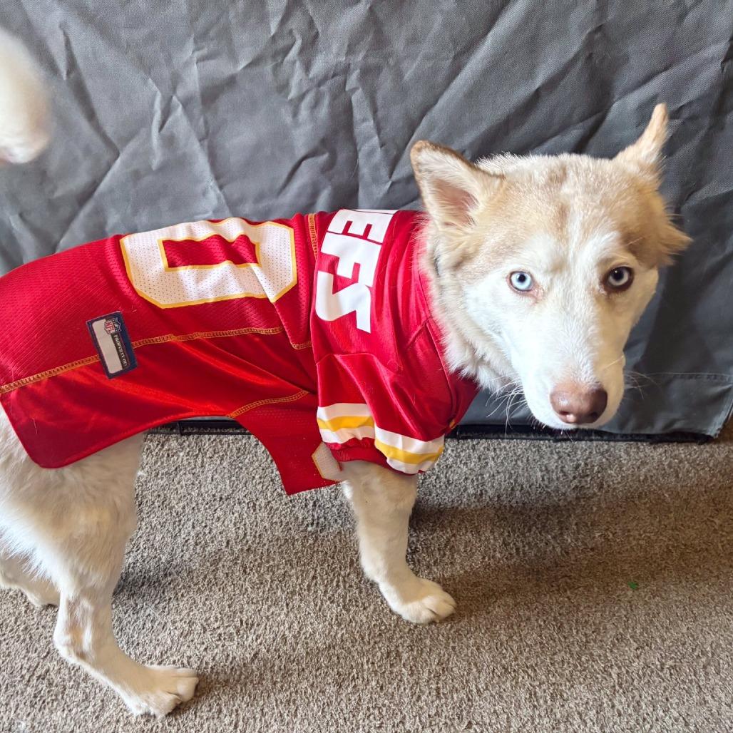 Cersei, a Adoptable Husky in Overland Park, KS image 3/6