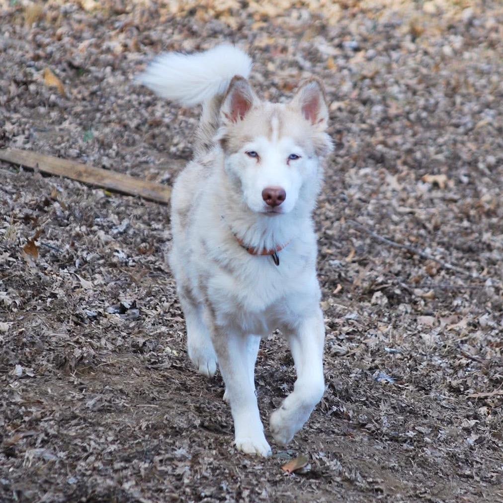 Enlarge Cersei, a Adoptable Husky in Overland Park, KS image 2/6