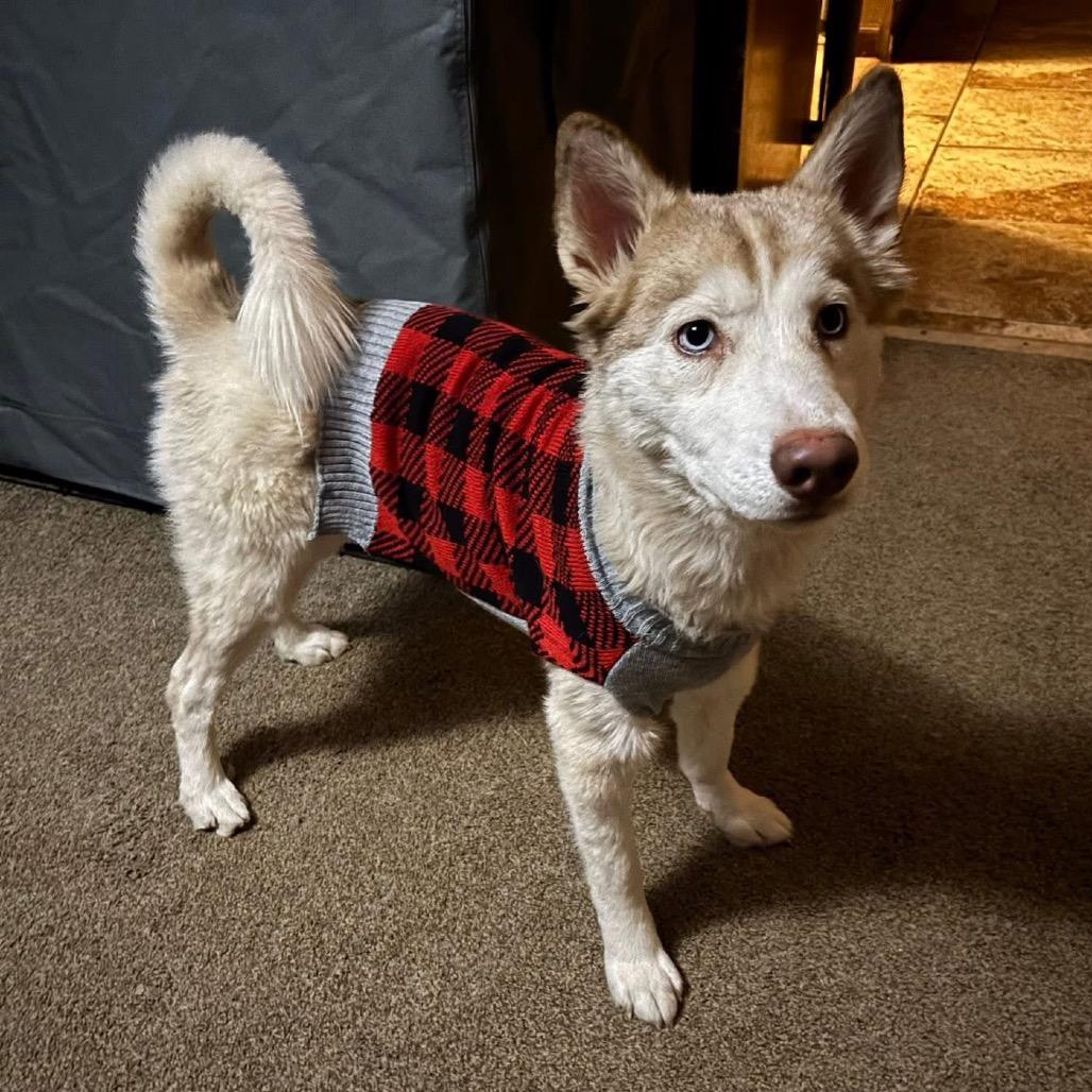Cersei, a Adoptable Husky in Overland Park, KS image 4/6
