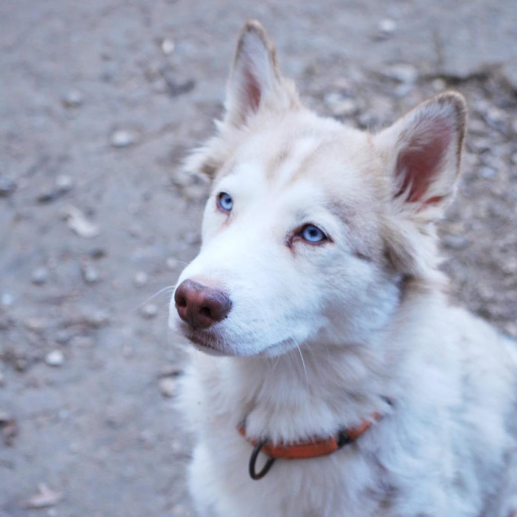 Enlarge Cersei, a Adoptable Husky in Overland Park, KS image 4/6