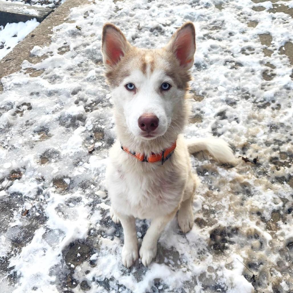 Cersei, a Adoptable Husky in Overland Park, KS image 6/6