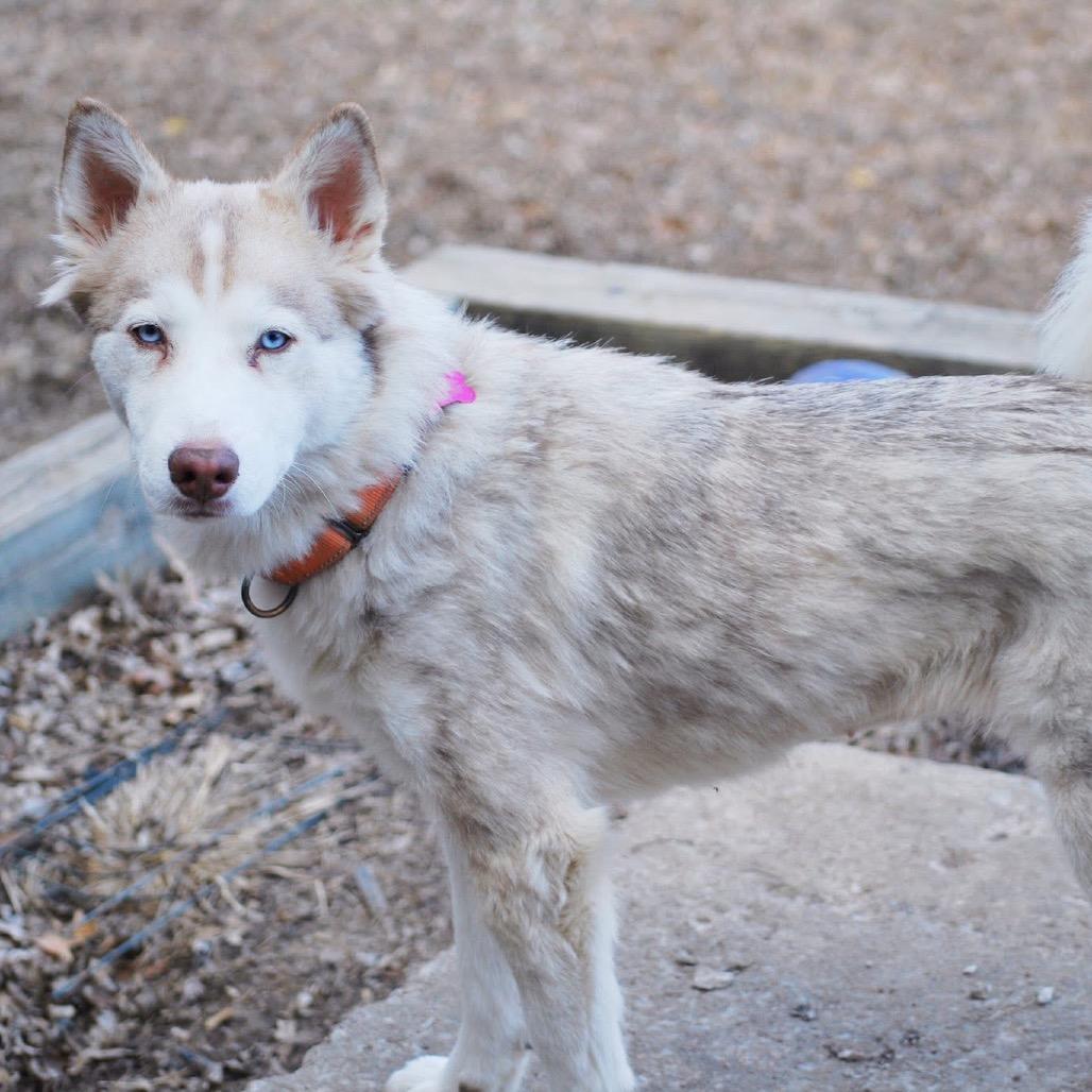 Enlarge Cersei, a Adoptable Husky in Overland Park, KS image 5/6