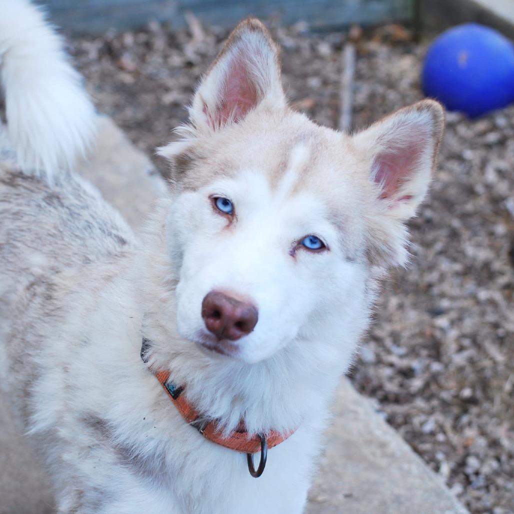 Enlarge Cersei, a Adoptable Husky in Overland Park, KS image 6/6