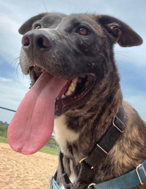 Enlarge Oscar, a Adoptable mixed breed in Austin, TX image 1/1