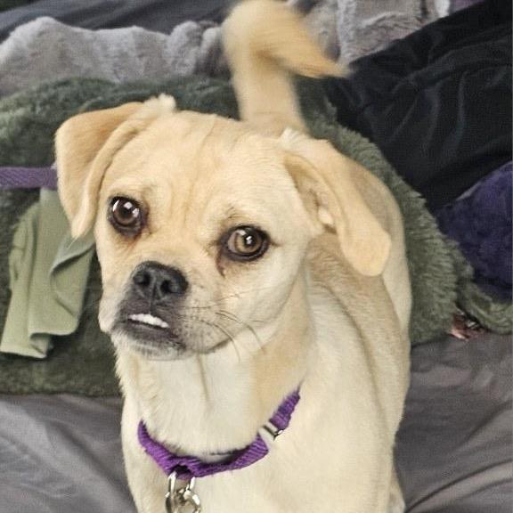 Enlarge Olga, a Adoptable Mixed Breed in Oxford, ME image 1/6