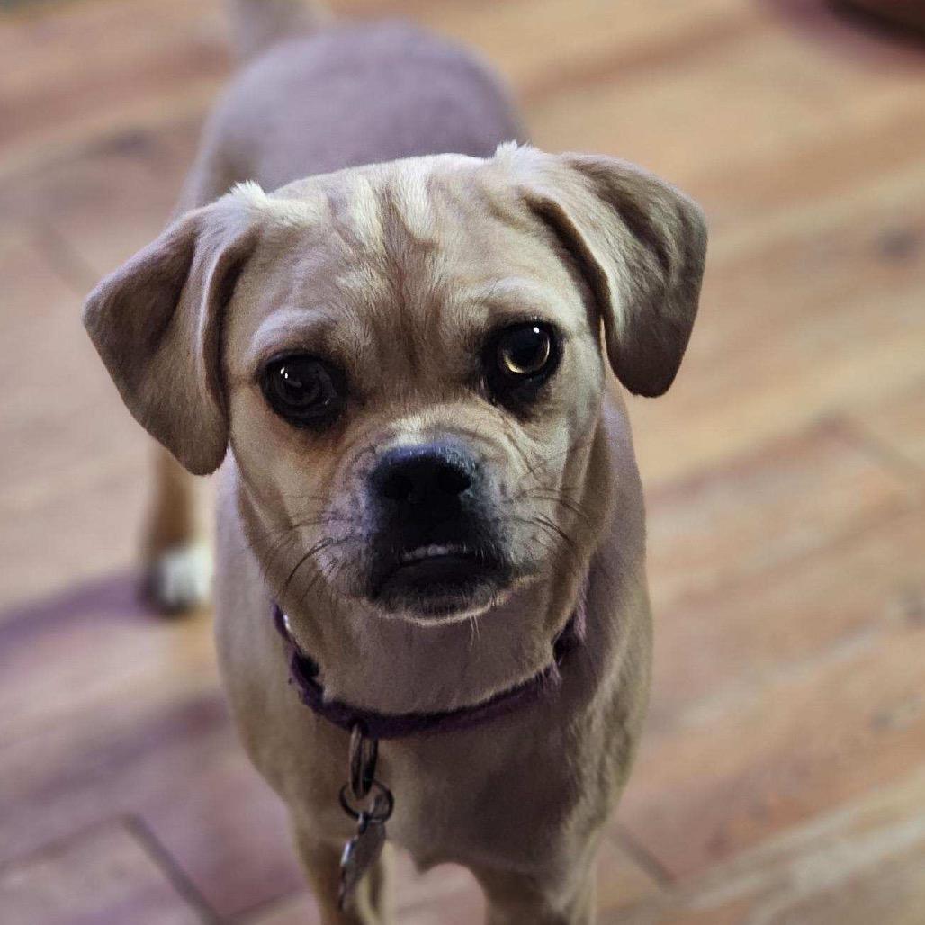 Enlarge Olga, a Adoptable Mixed Breed in Oxford, ME image 2/6