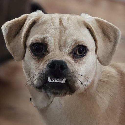 Enlarge Olga, a Adoptable Mixed Breed in Oxford, ME image 3/6