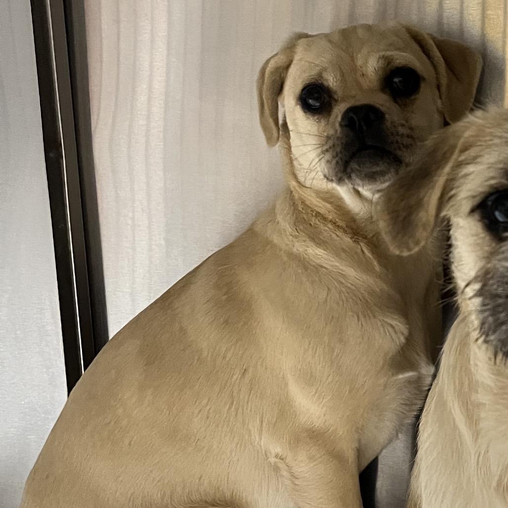 Enlarge Olga, a Adoptable Mixed Breed in Oxford, ME image 1/1