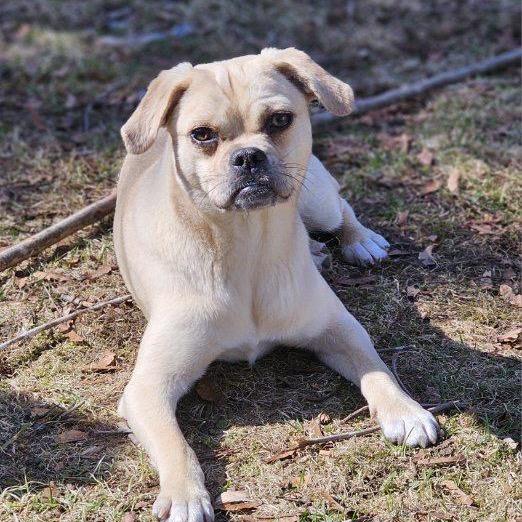 Enlarge Olga, a Adoptable Mixed Breed in Oxford, ME image 4/6