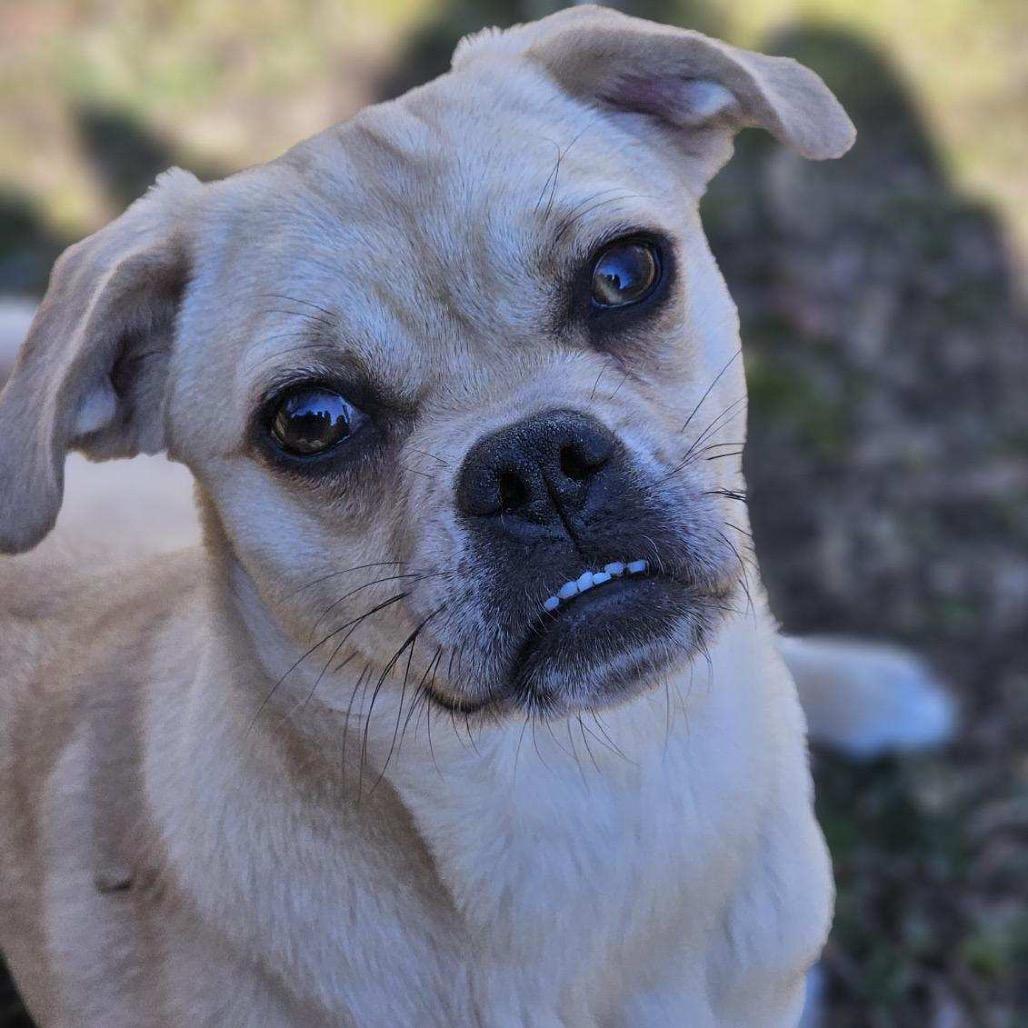 Enlarge Olga, a Adoptable Mixed Breed in Oxford, ME image 5/6