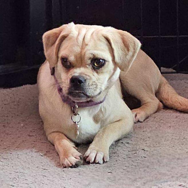 Enlarge Olga, a Adoptable Mixed Breed in Oxford, ME image 6/6