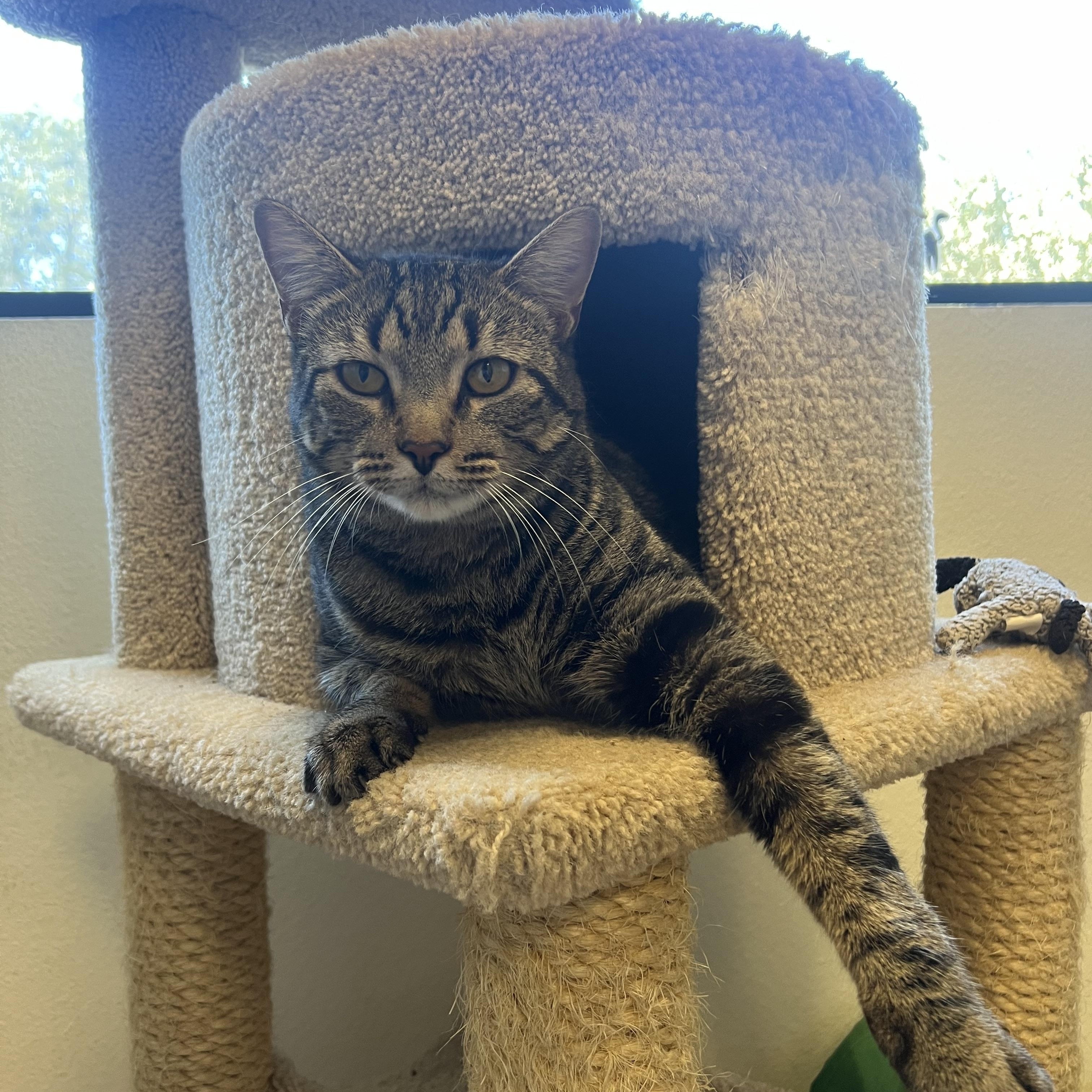 Miss Kitty, a Adoptable Domestic Short Hair in San Antonio, TX image 2/4