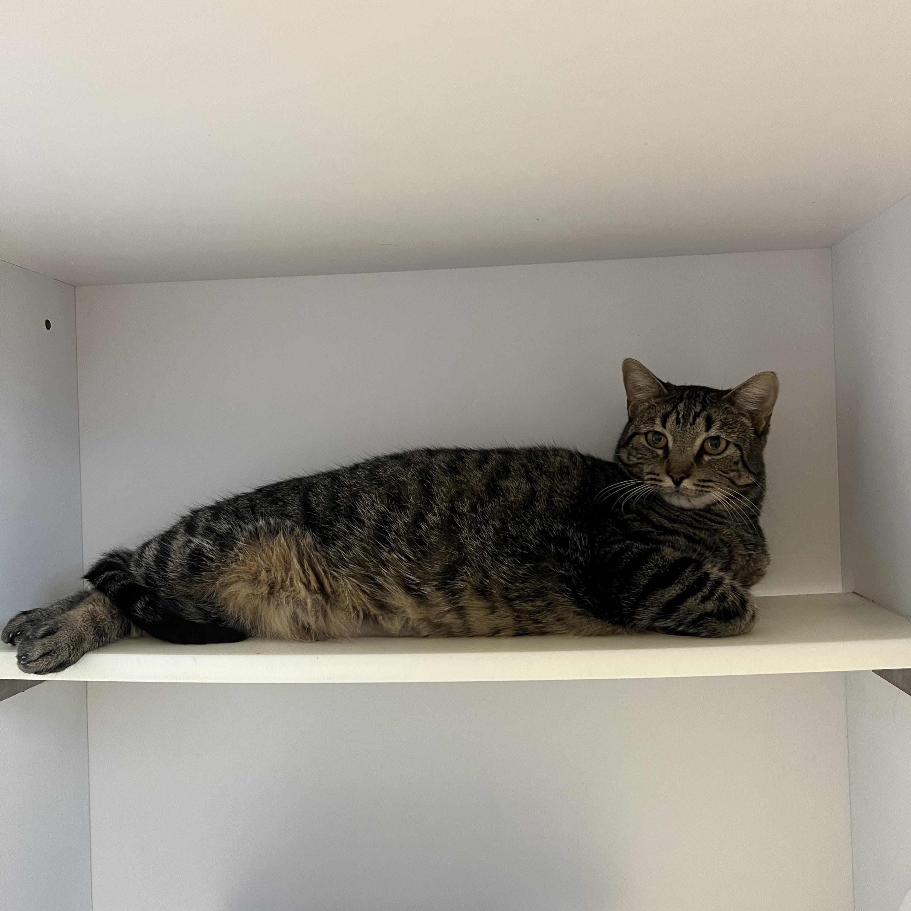 Miss Kitty, a Adoptable Domestic Short Hair in San Antonio, TX image 3/4