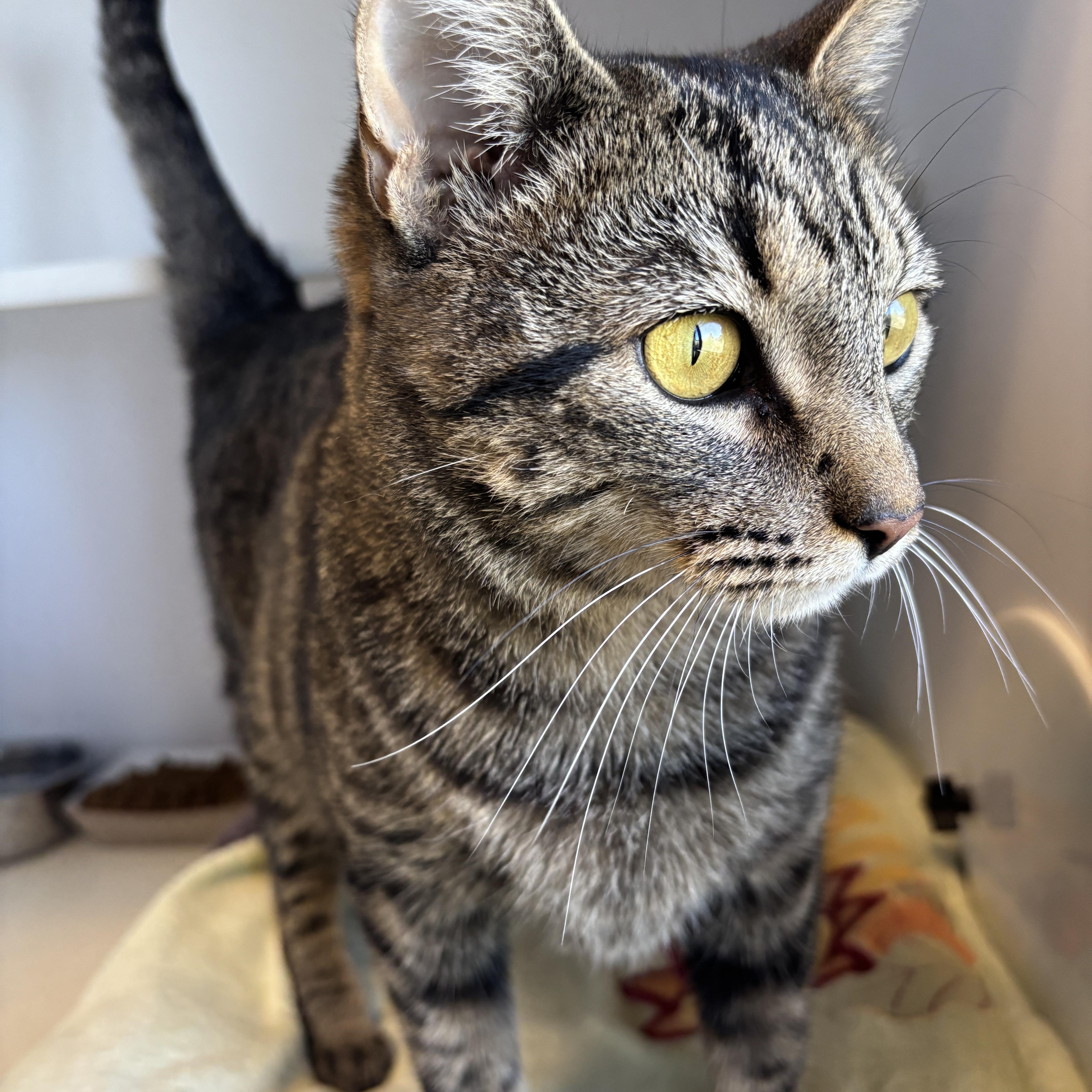 Miss Kitty, a Adoptable Domestic Short Hair in San Antonio, TX image 4/4