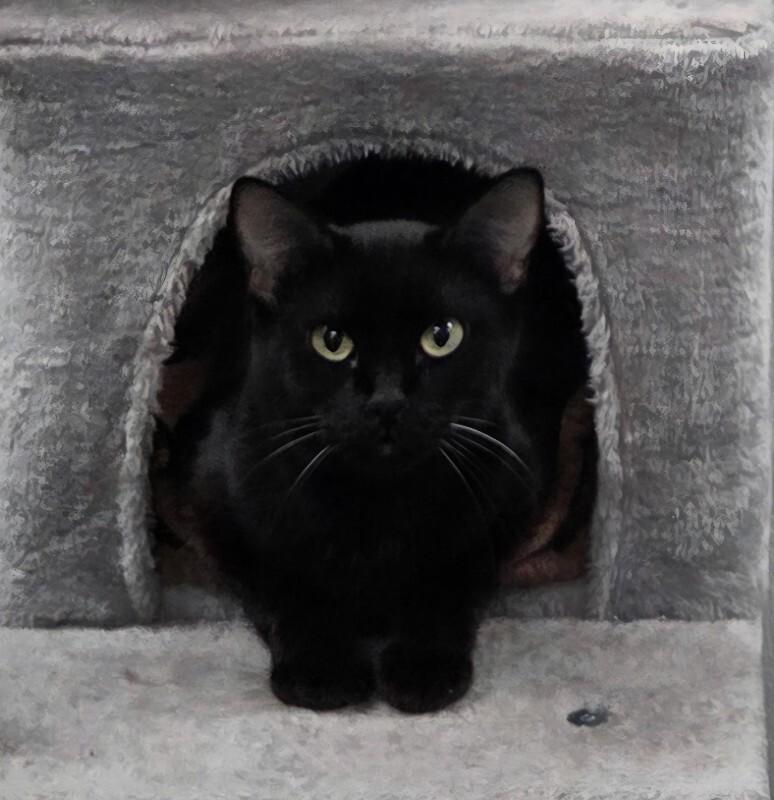 Enlarge Lynn, a Adoptable Domestic Short Hair in Yankton, SD image 1/3
